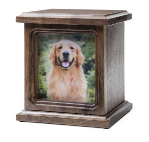 American Mahogany Photo